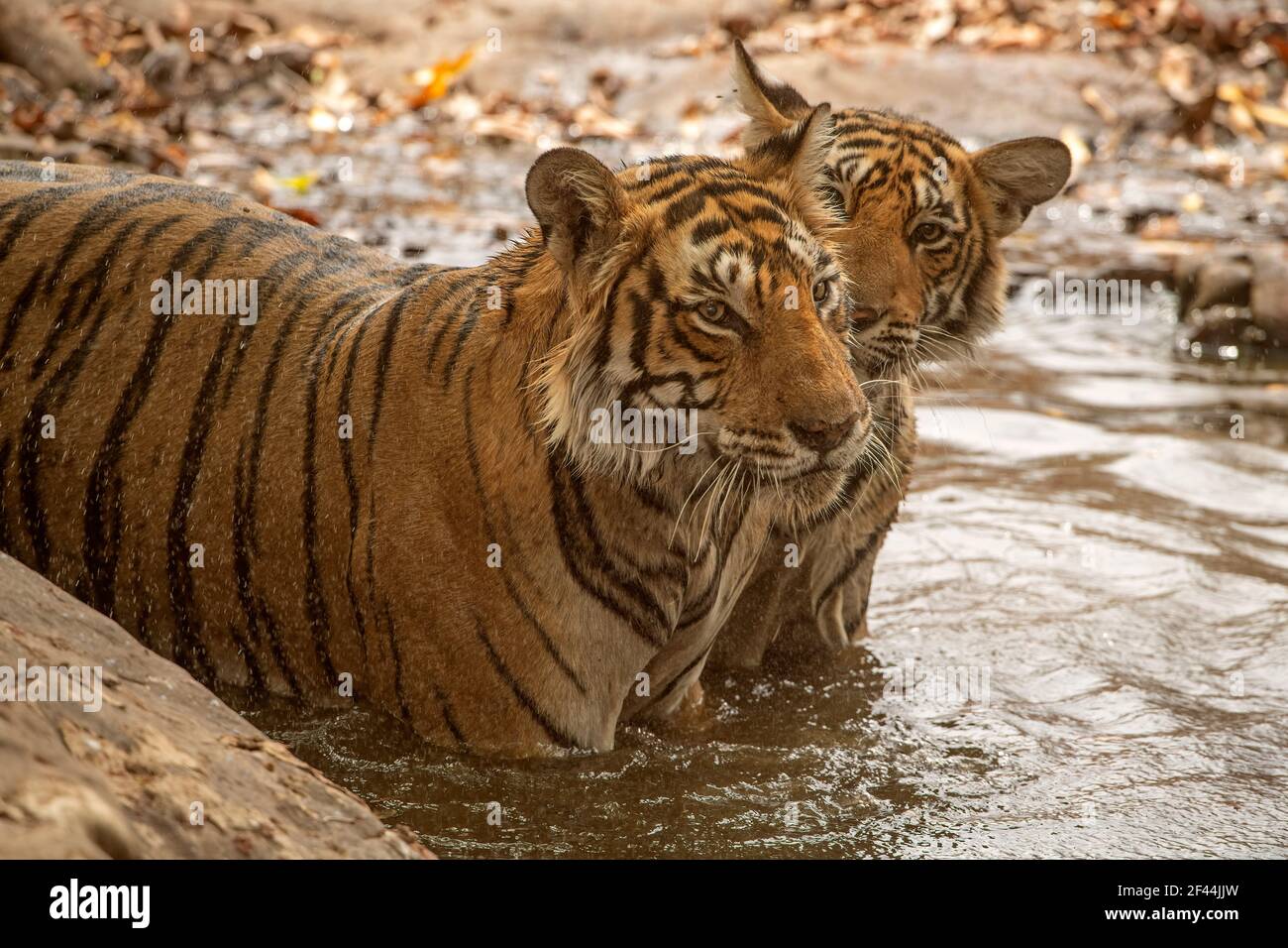 Close up of two young sub adult tigers resting in a waterhole during the hot summers in Ranthambhore tiger reserve, India Stock Photo