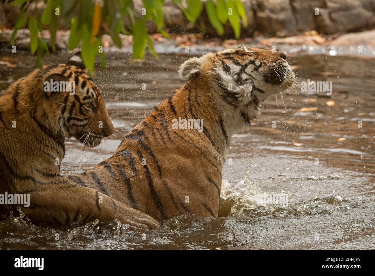 Close up of two young sub adult tigers resting in a waterhole during the hot summers in Ranthambhore tiger reserve, India Stock Photo