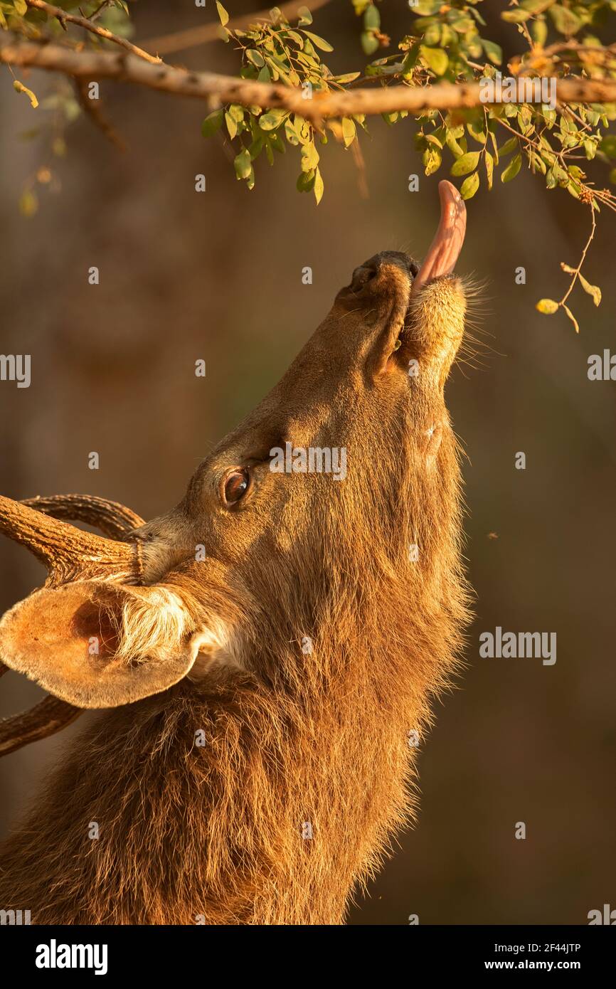 Sambar deer, male, Rusa unicolor, eating Anogeissus pendula tree leaves, Ranthambore National Park, Wildlife Sanctuary, Ranthambhore, Sawai Madhopur, Rajasthan, India, Asia Stock Photo