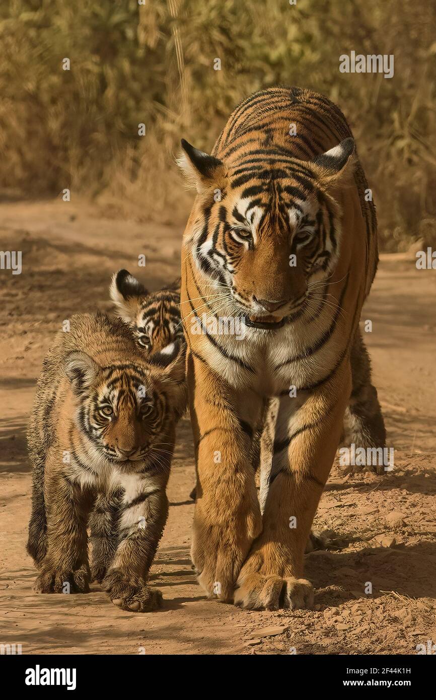 Royal Bengal tigress with two small cubs in tow walking towards the camera on a forest path in Ranthambore tiger reserve, India Stock Photo