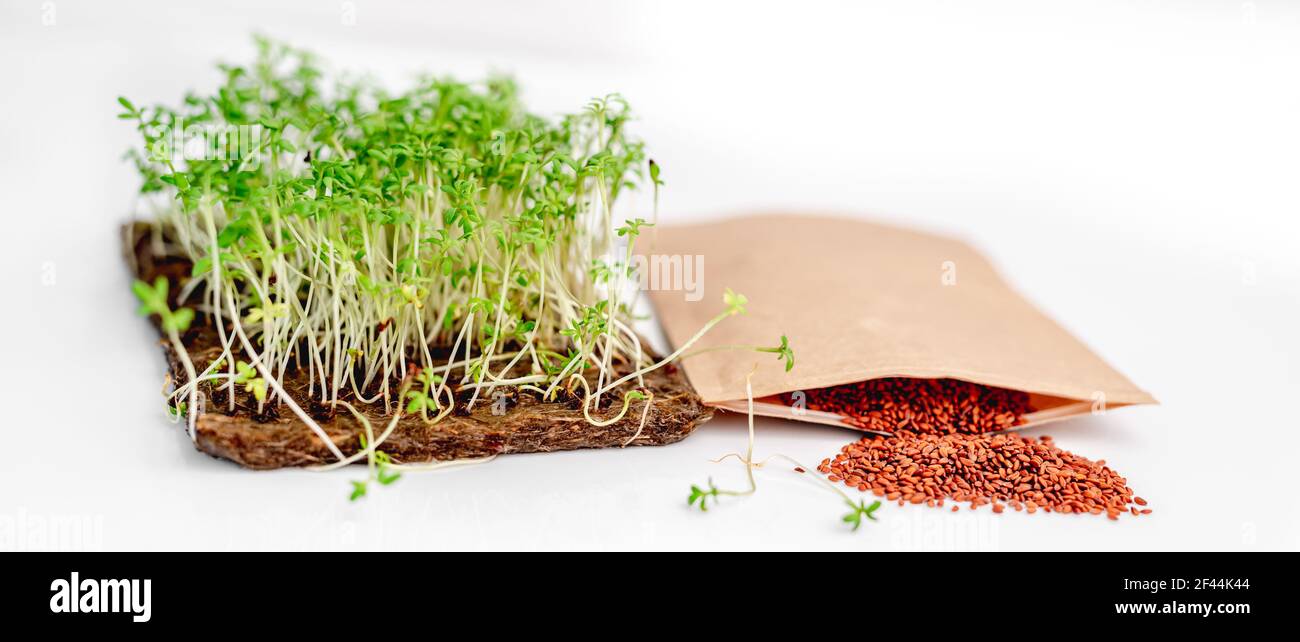 Flax microgreens with seeds Stock Photo Alamy