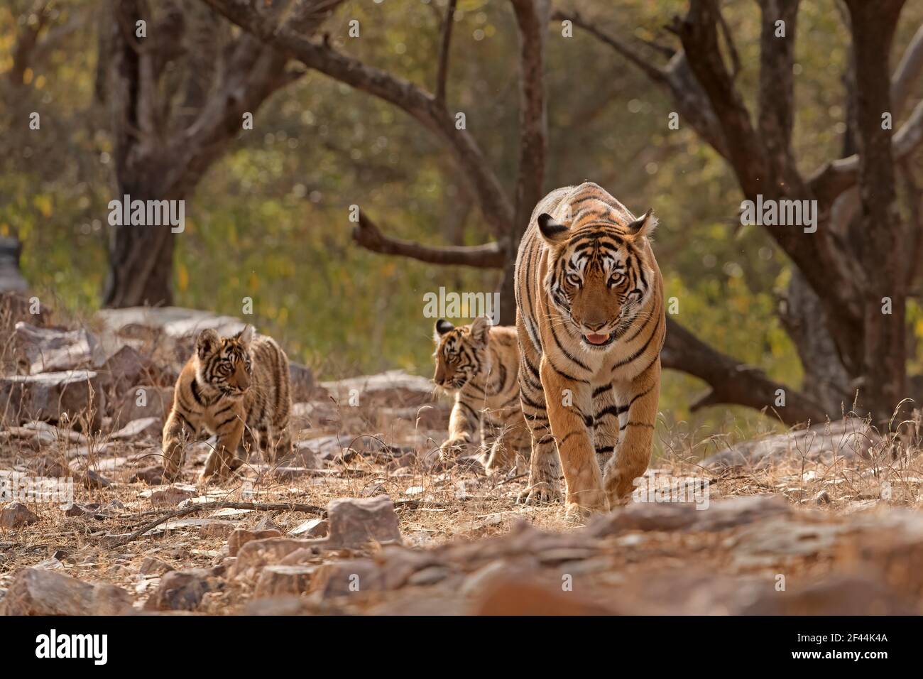 Royal Bengal tigress called Arrowhead, with two small cubs in tow walking in the forests of Ranthambore tiger reserve, India Stock Photo