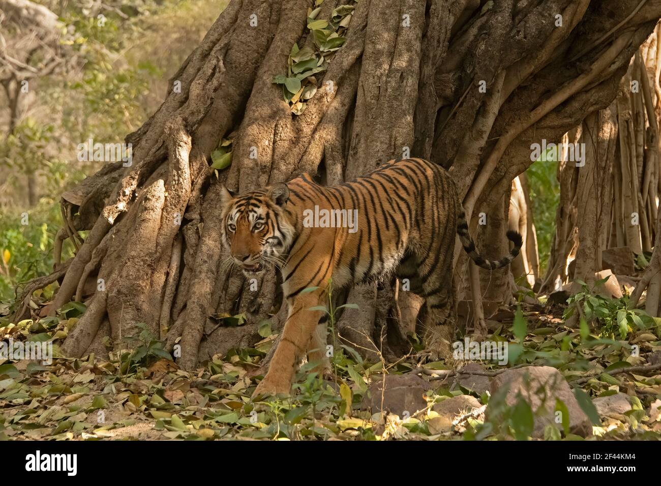 Tiger walking across the trunk of a massive Banyan tree in the forests of Ranthambhore national park, India Stock Photo