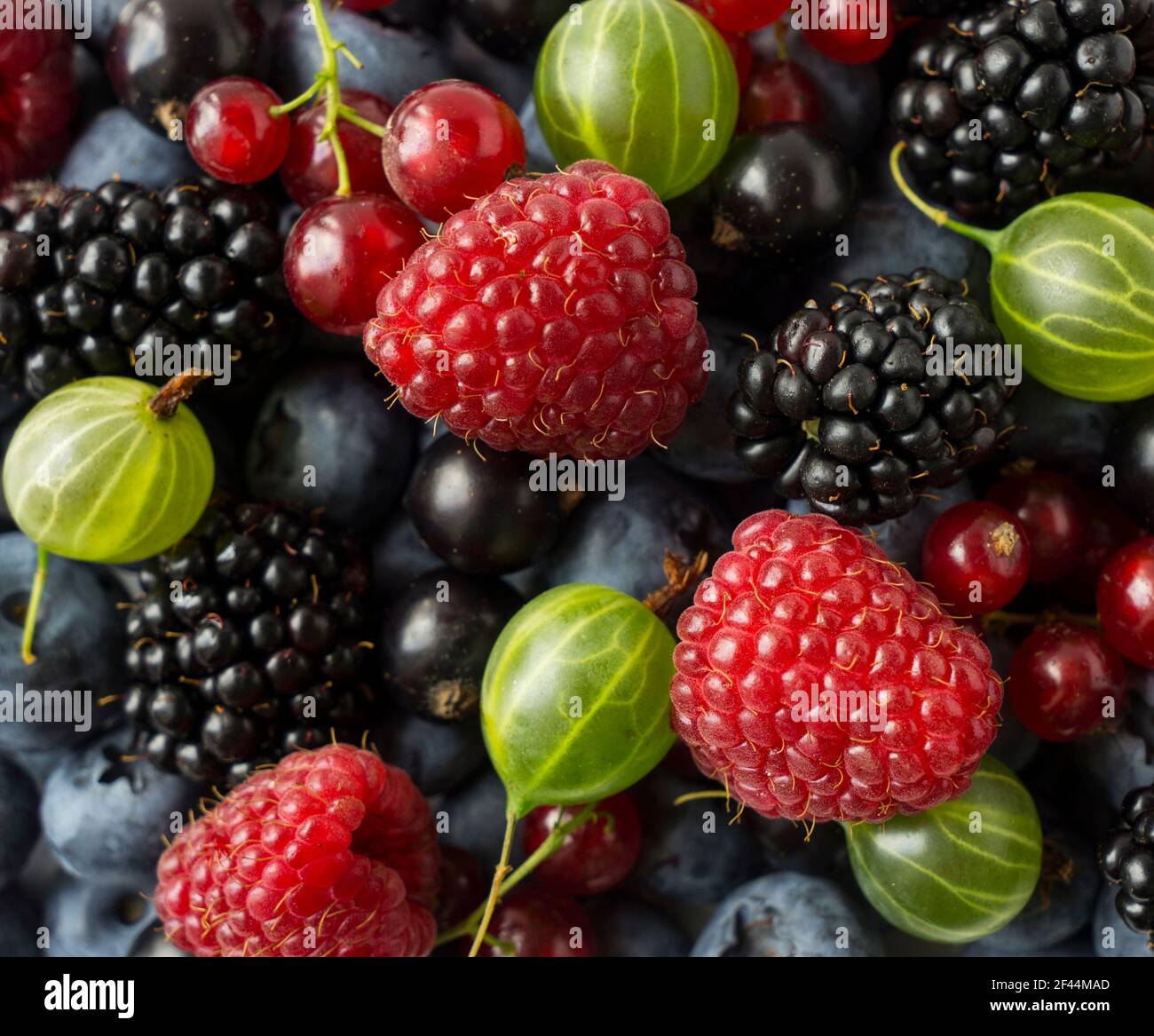 Ripe blackberries, blackcurrants, red currants, raspberries and