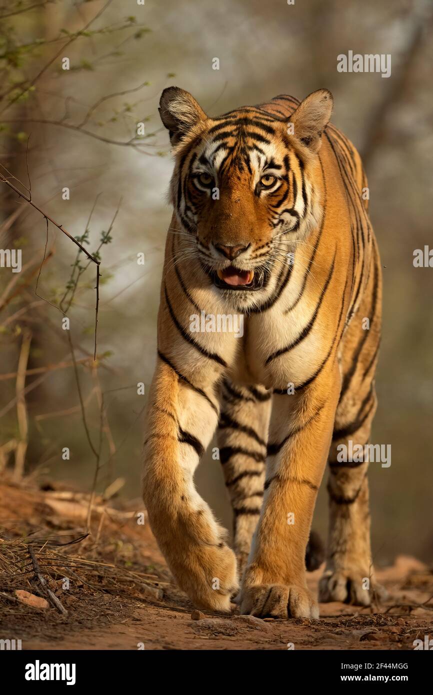 Royal Bengal Tiger walking, Ranthambore National Park, Wildlife Sanctuary, Sawai Madhopur, Rajasthan, India, Asia Stock Photo