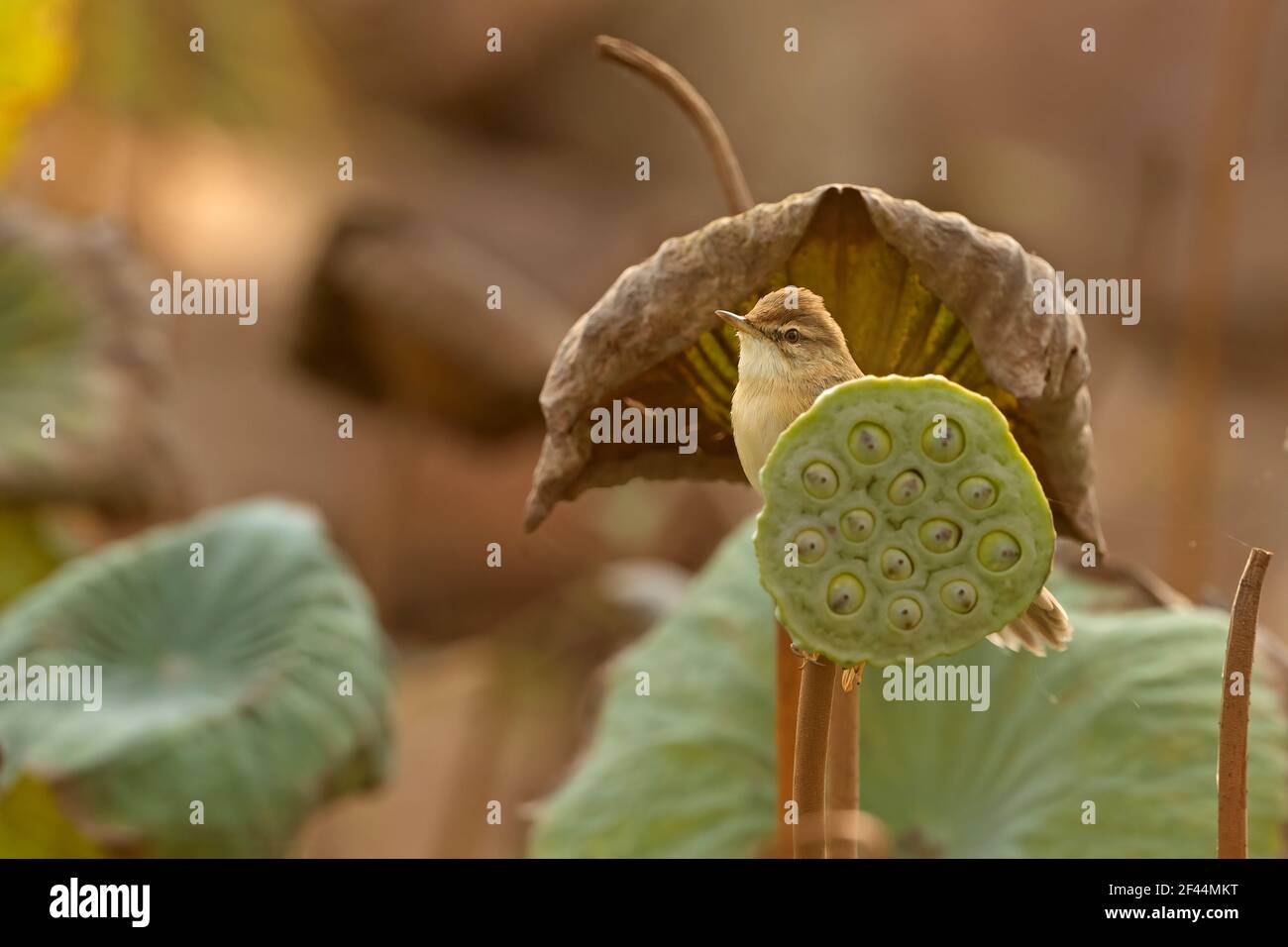 Booted Warbler, Urosphena pallidipes, sitting on lotus seeds pod, India, Asia Stock Photo