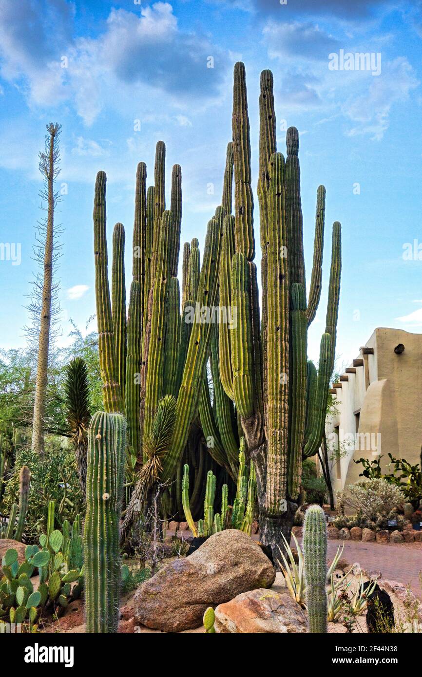A closeup view of a giant Saguaro cactus in a Papago park on a hot summer  day Stock Photo - Alamy