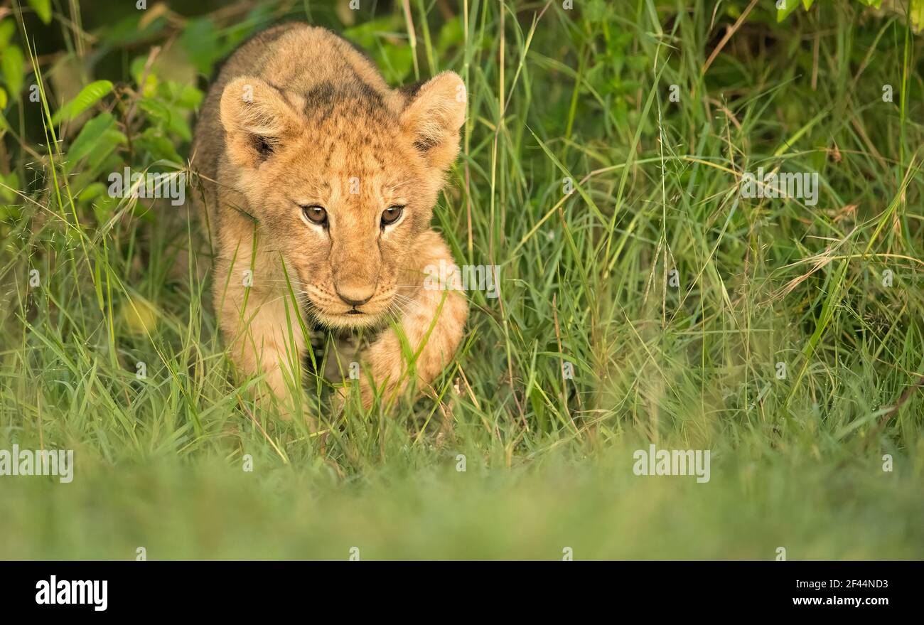 Lion cub emerging out of green grass in Masai Mara Wildlife Refuge in Kenya Stock Photo