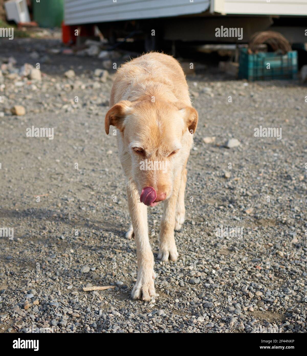 A walking sad ginger dog Stock Photo Alamy