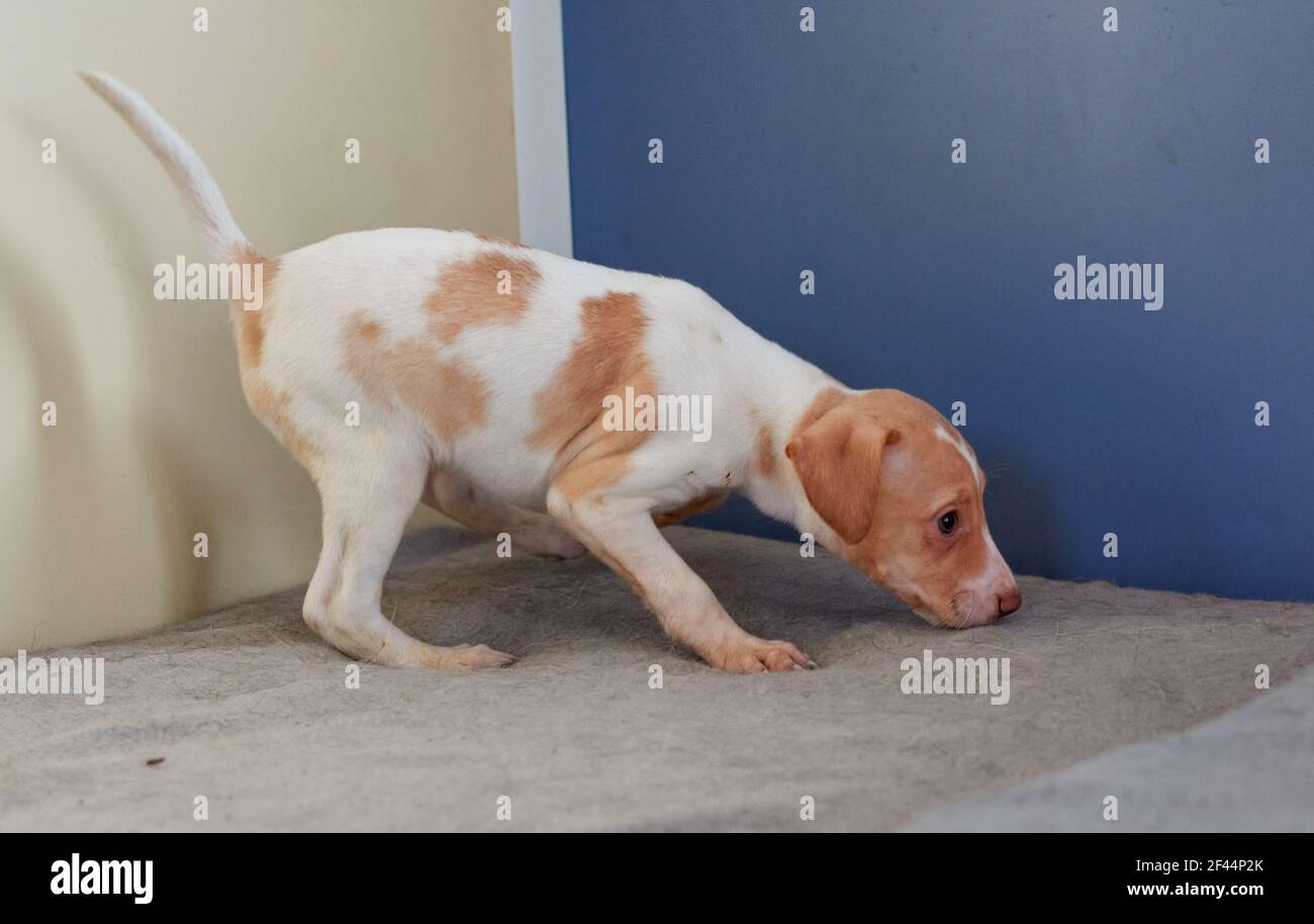 A closeup of a cute puppy of Parson Russell terrier Stock Photo