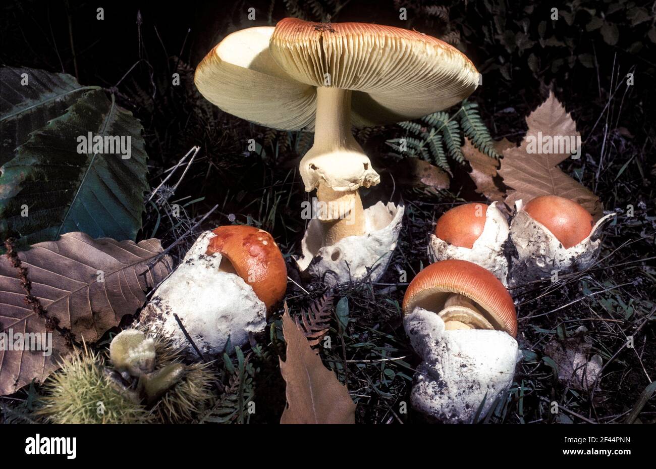 Amanita Caesarea ( edible mushroom ) or Good Ovule Stock Photo