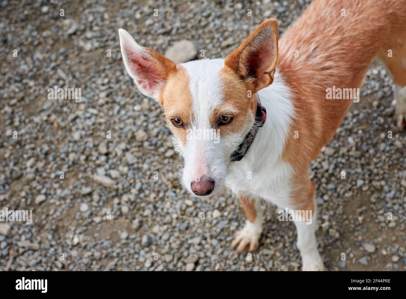 A closeup of a cute basenji dog Stock Photo - Alamy