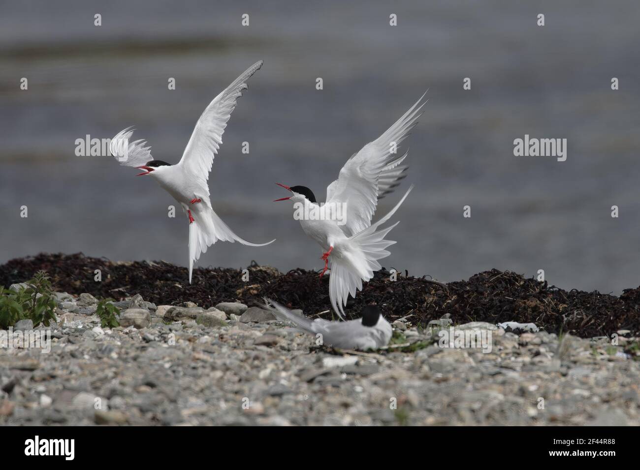 Arctic Tern - Repelling intruderSterna paradiseae Shetland Mainland, UK BI010166 Stock Photo
