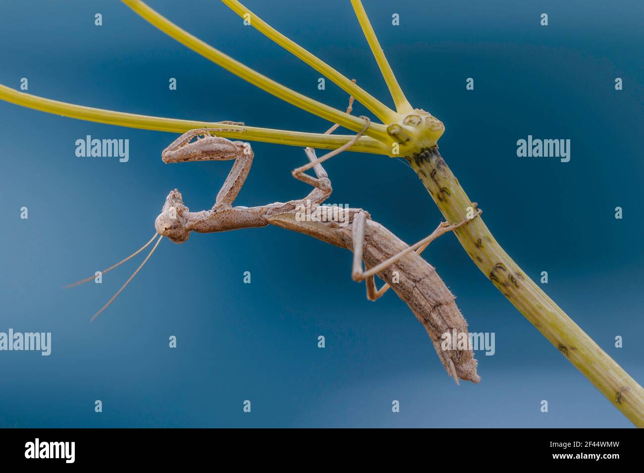 Colourful Mantis Religiosa, brown morph adult, hanging from a wild fennel branch, macro close-up portray. Stock Photo