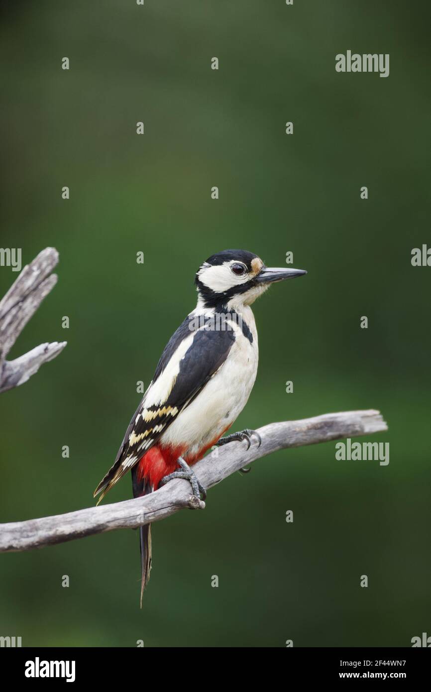 Great Spotted WoodpeckerDendrocopos major Hungary BI19766 Stock Photo