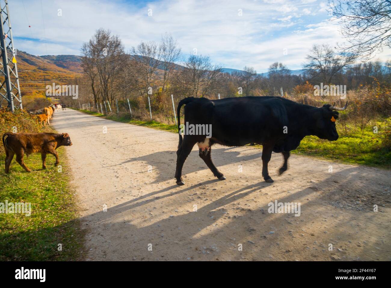 Cow and calf. Pinilla del Valle, Madrid province, Spain. Stock Photo
