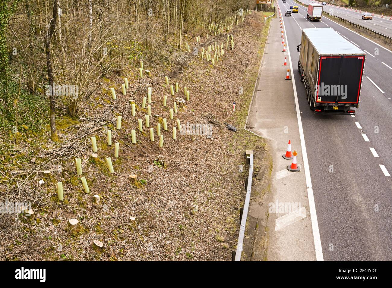Miskin, near Cardiff, Wales - March 2021: New trees being planted in protective plastic sleeves on the banking alongside the M4 motorway. Stock Photo