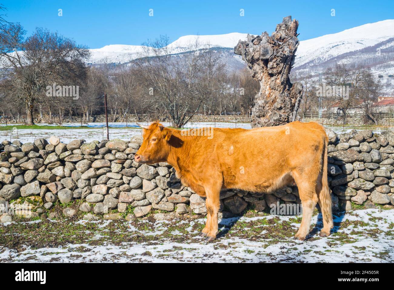 Cow. Pinilla del Valle, Madrid province, Spain. Stock Photo