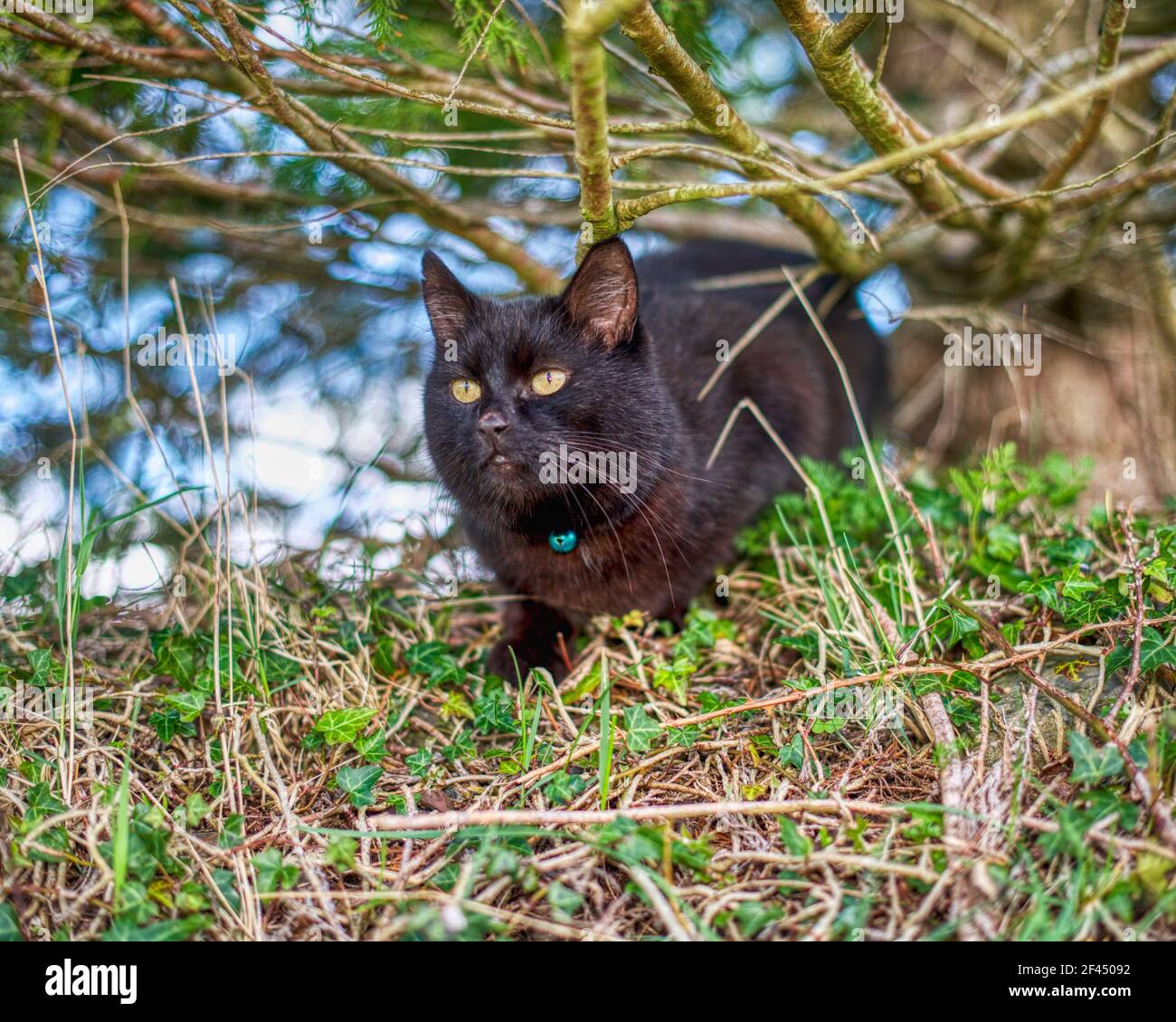 Black cat in nature Stock Photo - Alamy