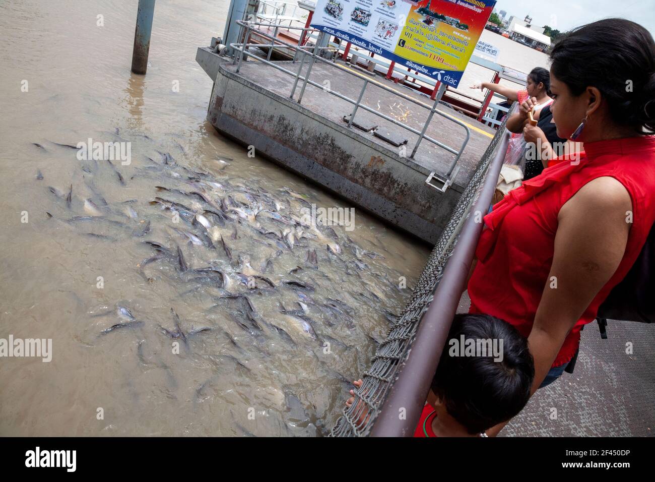 Tourists look down at catfish in the Chao Phraya river in Bangkok, Thailand. Stock Photo