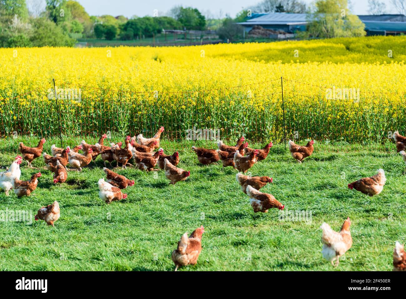 Artgerechte Tierhaltung in Schleswig-Holstein. Frei laufende Hühner auf einer Wiese in Moorsee bei Kiel Stock Photo