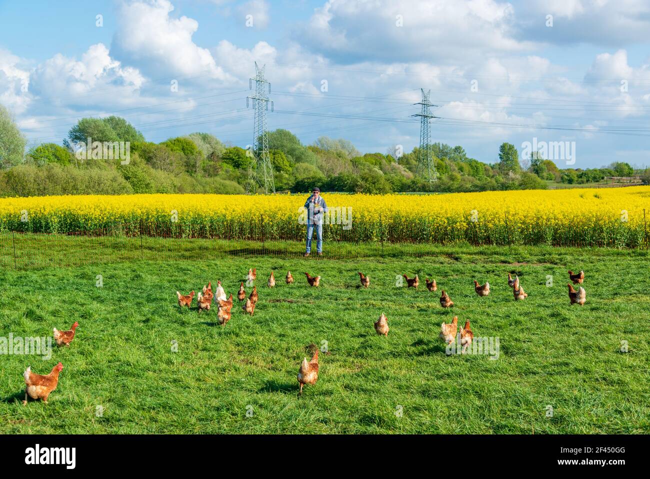 Artgerechte Tierhaltung in Schleswig-Holstein. Frei laufende Hühner auf einer Wiese in Moorsee bei Kiel Stock Photo