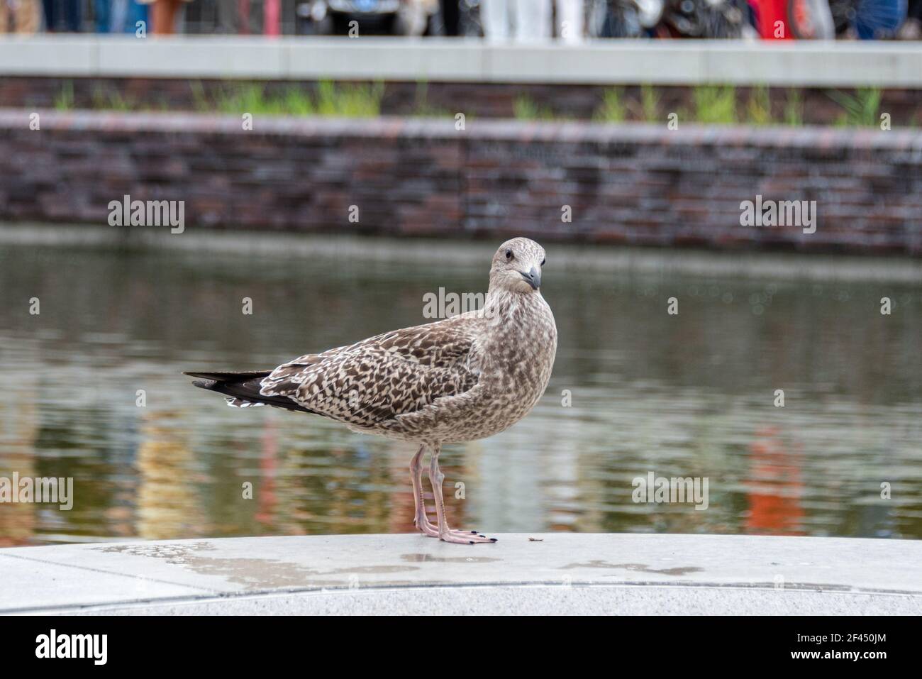 Silbermöwe Jungtier im Innenstdtbereich einer norddeutschen Stadt Stock Photo