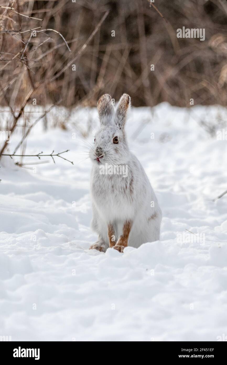 Snowshoe hare in winter Stock Photo Alamy