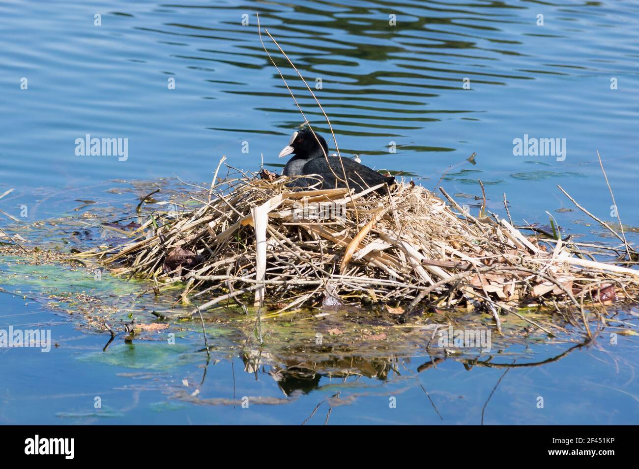 Female Eurasian coot or common coot nesting in the middle of a pond a member of the Rallidae family and found throughout Europe, Asia and Australasia Stock Photo