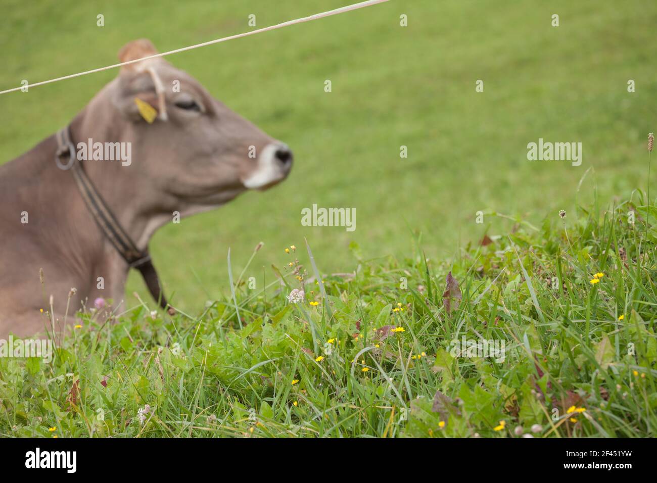 A brown alpine cow in a green pasture in Dolomites area Stock Photo - Alamy
