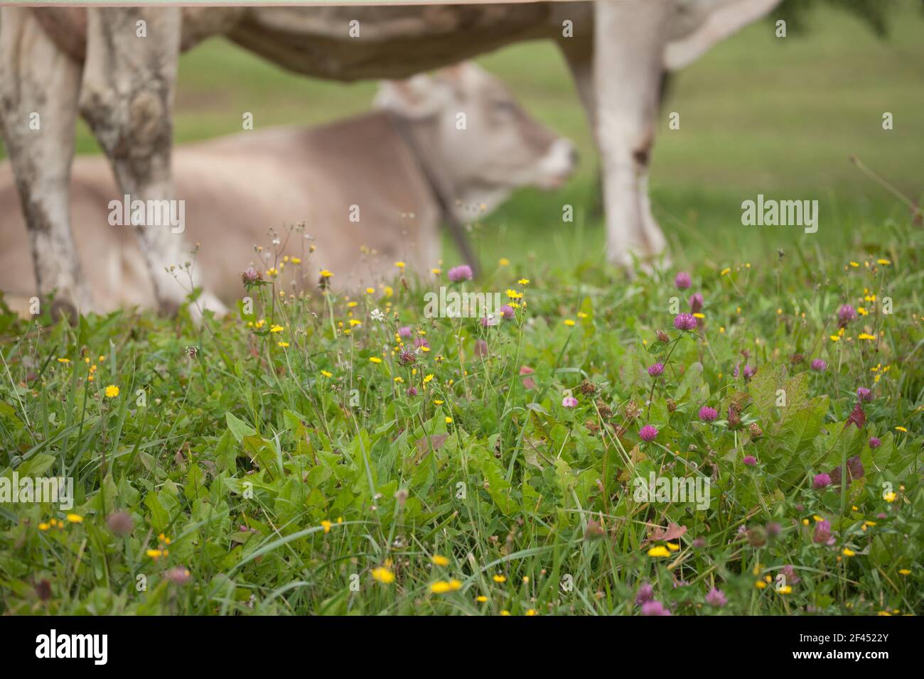 A brown alpine cow in a green pasture in Dolomites area Stock Photo - Alamy