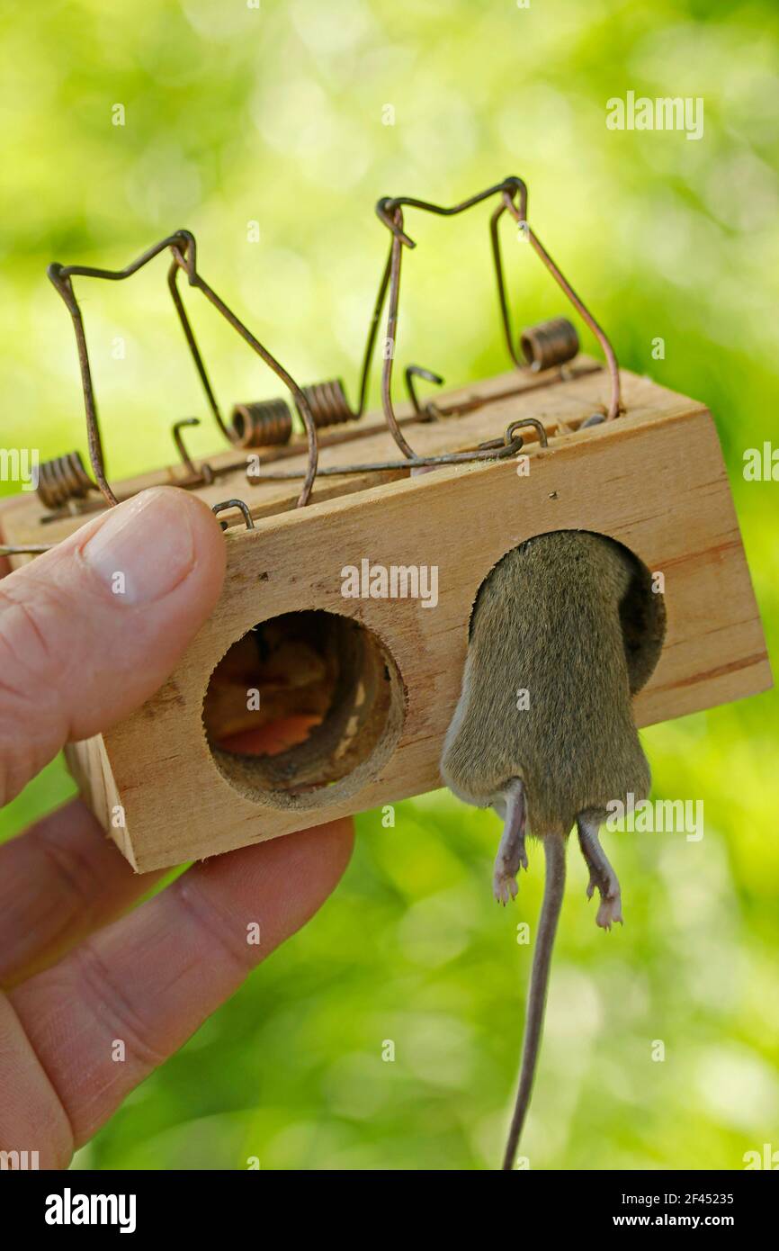 Mouse in a trap. Stock Photo