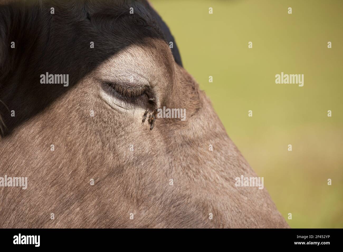 A brown alpine cow resting in a green pasture in Dolomites area Stock ...