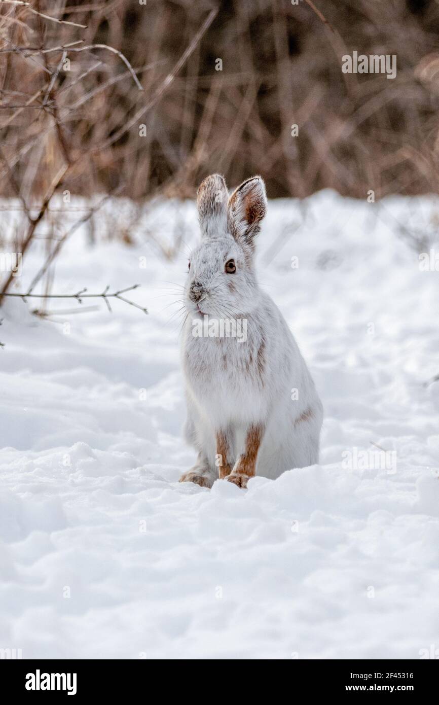 Snowshoe hare winter color hires stock photography and images Alamy