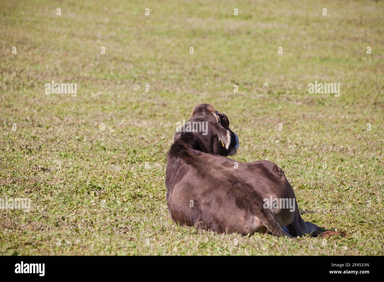 A brown alpine cow resting in a green pasture in Dolomites area Stock ...