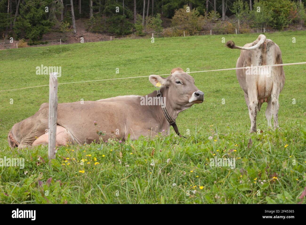 two brown alpine cows in a green pasture in Dolomites area Stock Photo ...