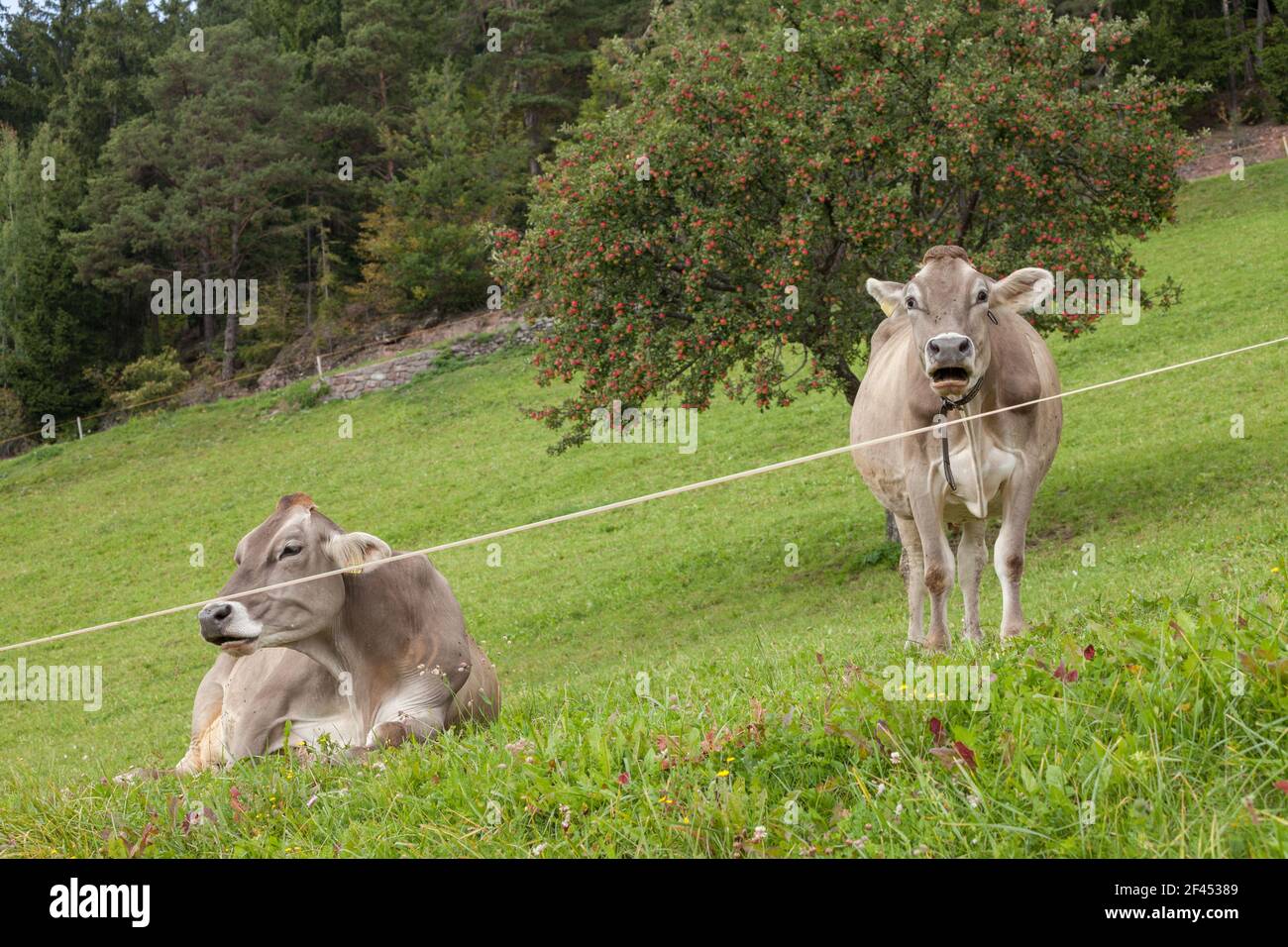 two brown alpine cows in a green pasture in Dolomites area Stock Photo ...