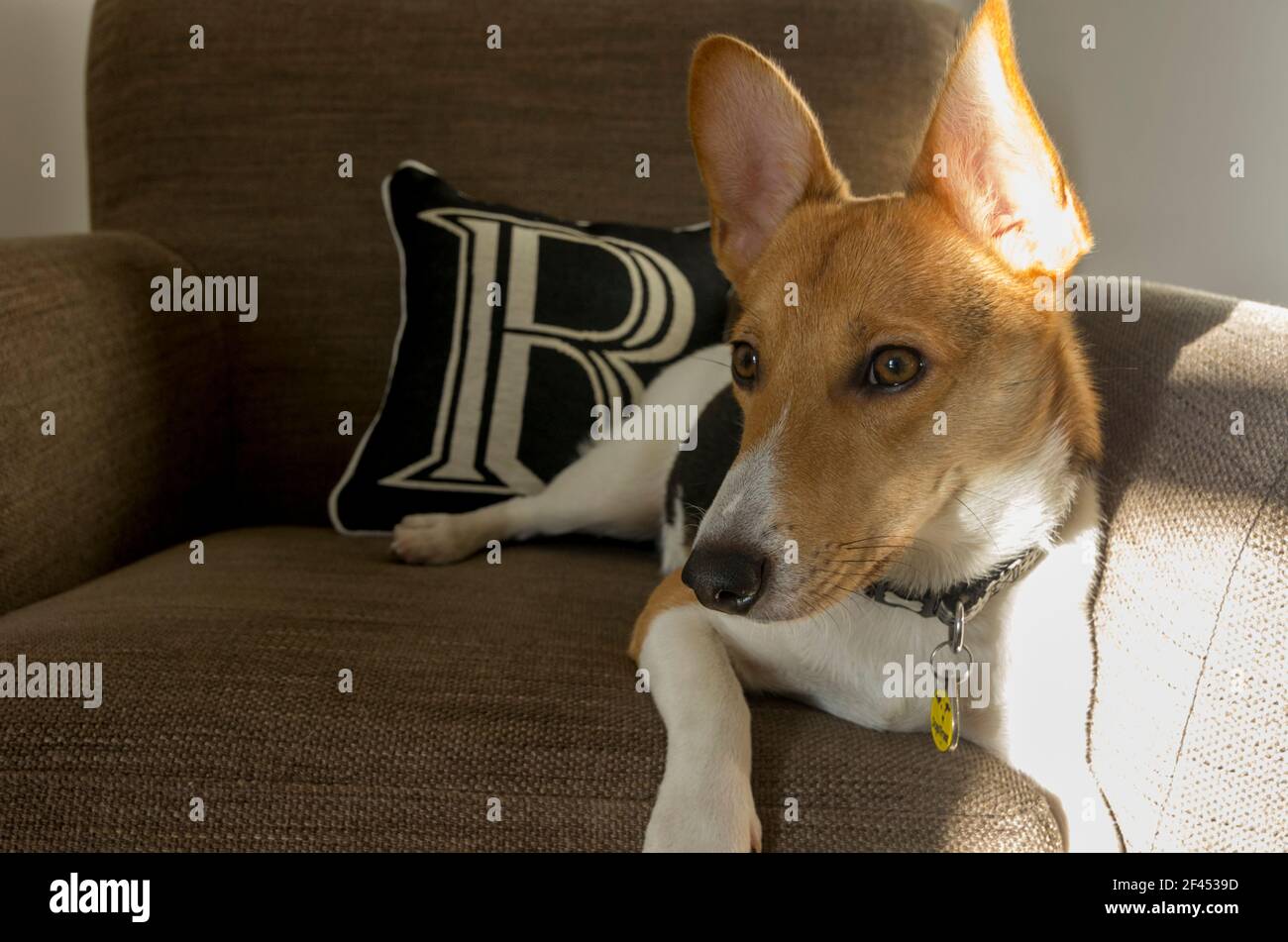 A small dog - a Jack Russell / Corgi cross (a Cojack) - lounges in an  armchair (UK Stock Photo - Alamy