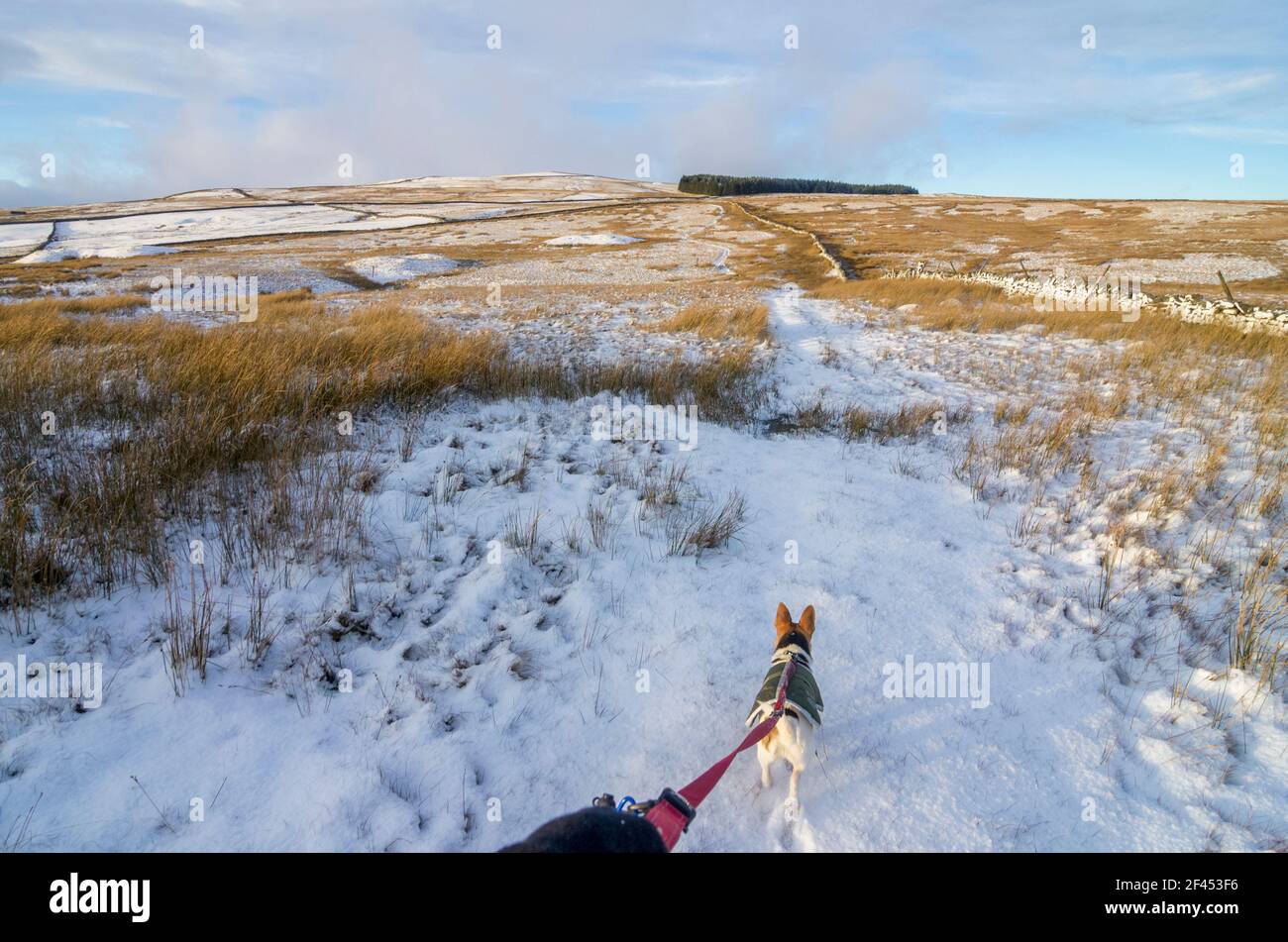 A small dog - a Jack Russell / Corgi cross (a Cojack) - in a coat, leads his owner through the snow in Weardale, the North Pennines, County Durham, UK Stock Photo