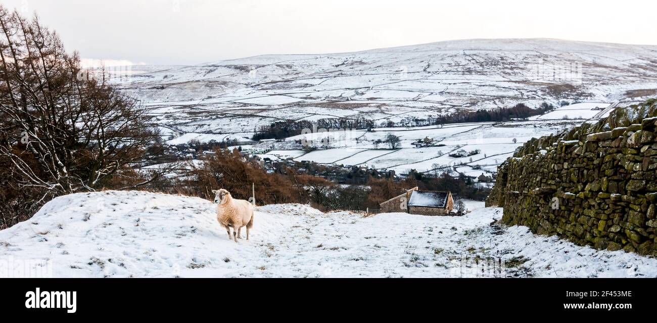 A single sheep in a steep, snow covered field by a dry stone wall in Weardale, the North Pennines, County Durham, UK Stock Photo