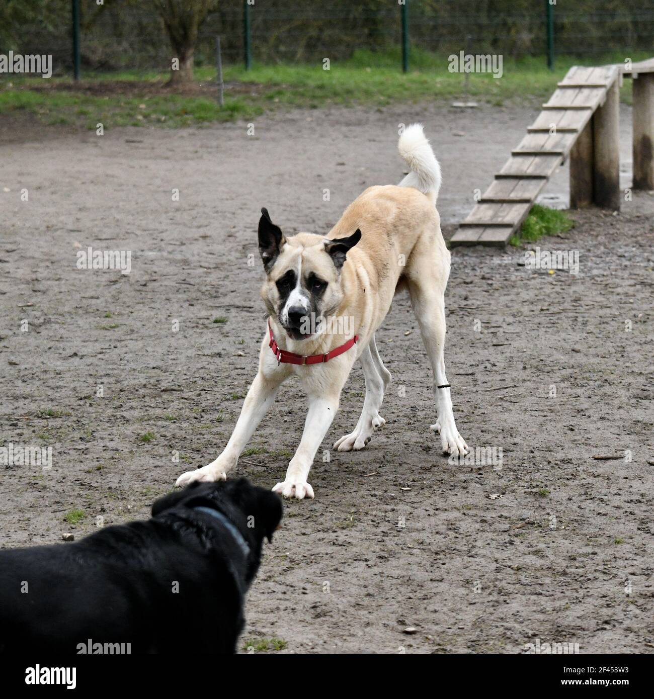 An Anatolian Shepherd fighting with a black Majorca Shepherd at the training in a dog park Stock Photo