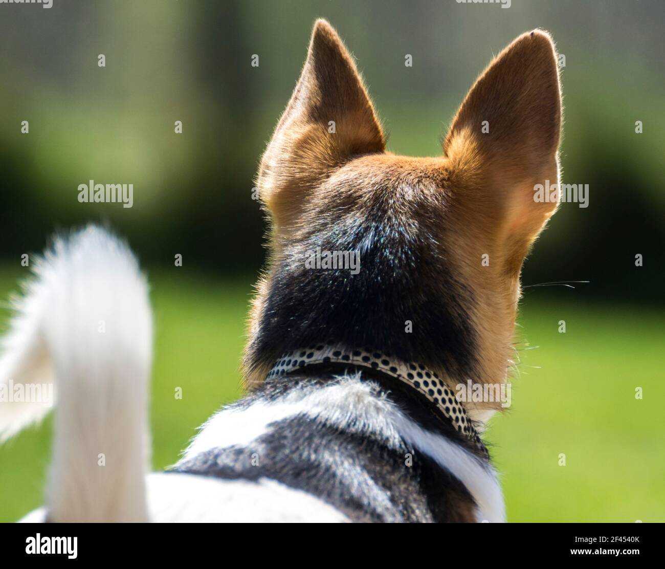 The back of the head of a small dog - a Jack Russell / Corgi cross (a Cojack)  (UK) Stock Photo