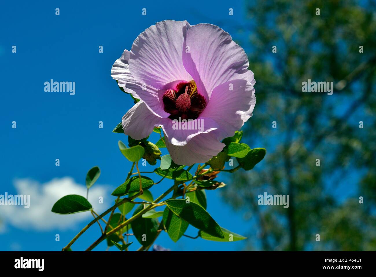 Australia, Sturt's Desert Rose the flower emblem of Northern Territory Stock Photo