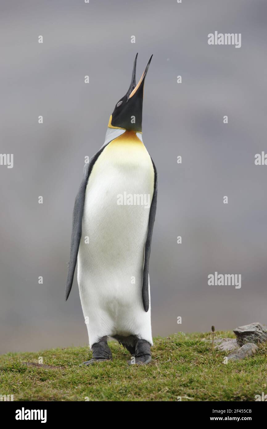 King Penguin - Braying Aptenodytes patagonicus Fortuna Bay South Georgia BI008147 Stock Photo