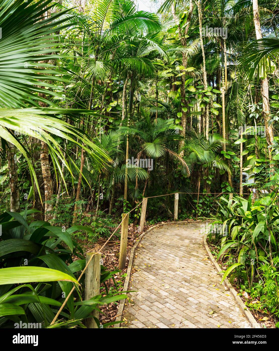 Beautiful path through tropical hi-res stock photography and images - Alamy