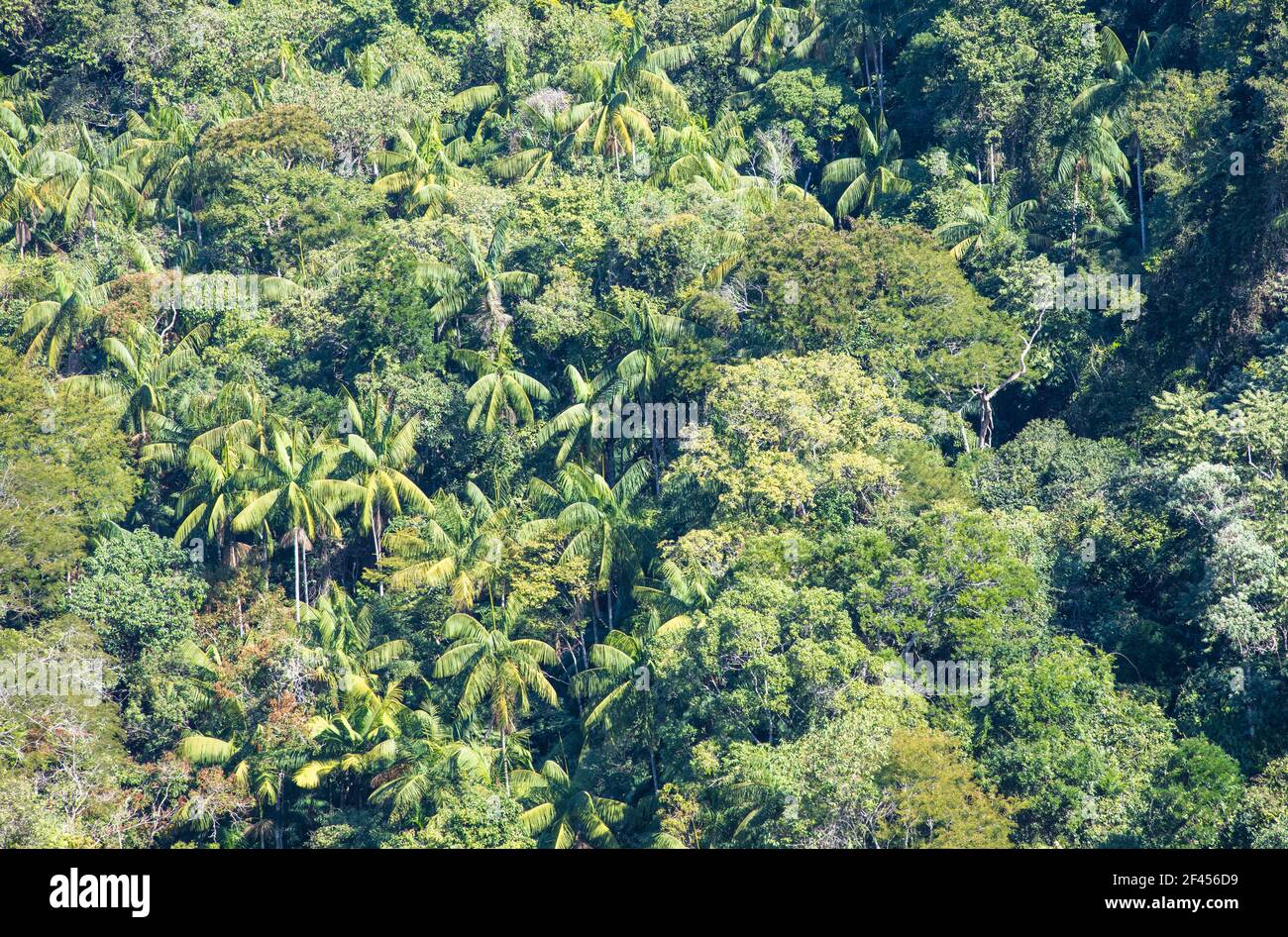 Aerial view lush tropical forest hi-res stock photography and images ...