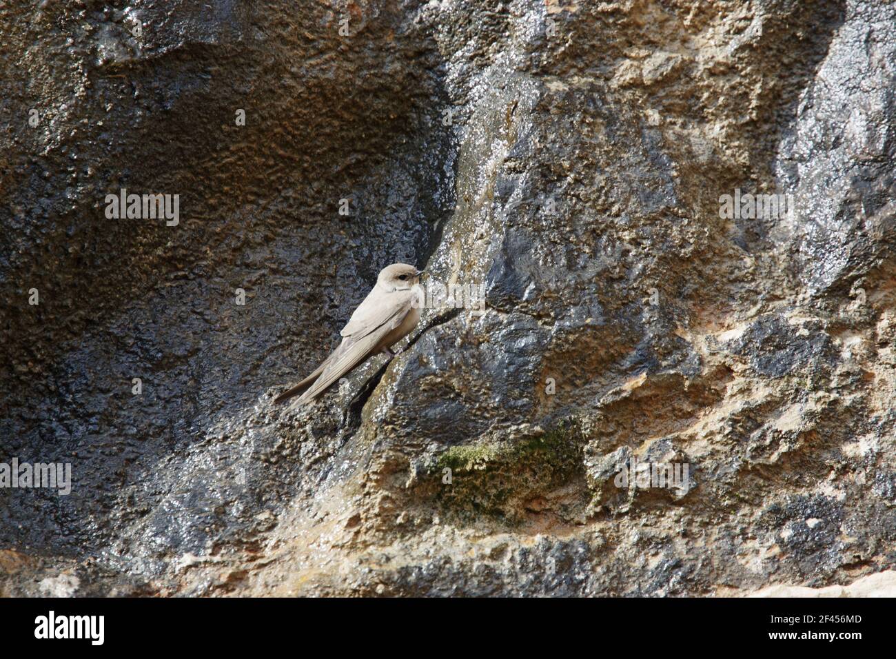 Crag Martin - On cragHirundo rupestris Pyrenees, Spain BI009154 Stock Photo