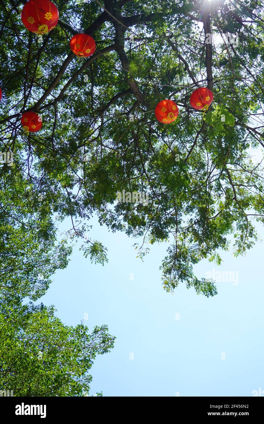 The red lantern hanging on the tree during chinese new year at kuala ...