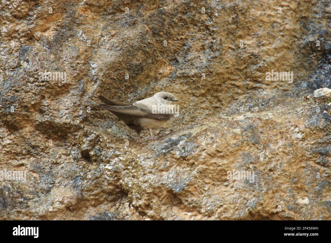 Crag Martin - On cragHirundo rupestris Pyrenees, Spain BI009157 Stock Photo