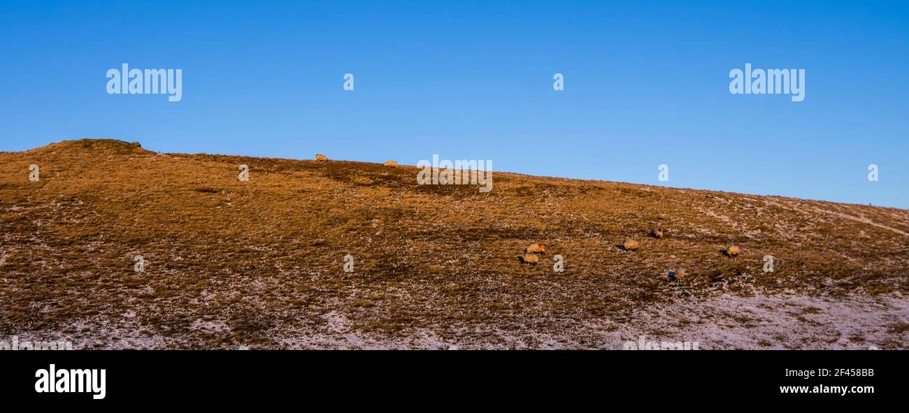 Sheep grazing on a sunlit hill in winter (Weardale, the North Pennines, County Durham, UK) Stock Photo
